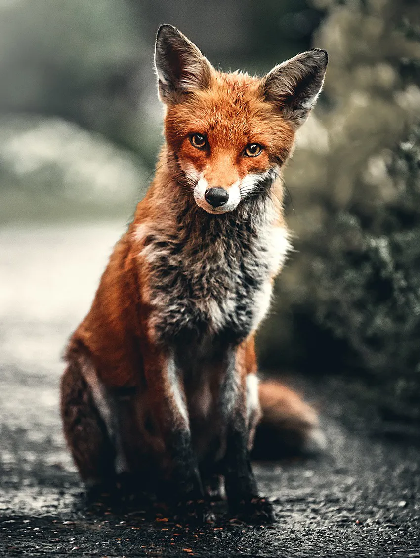 A red fox seated outdoors, the namesake of Wild Fox Painting